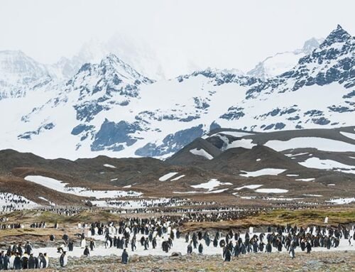 ANTARCTICA NEVER FAILS TO IMPRESS