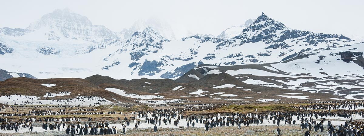 penguins in ANTARCTICA