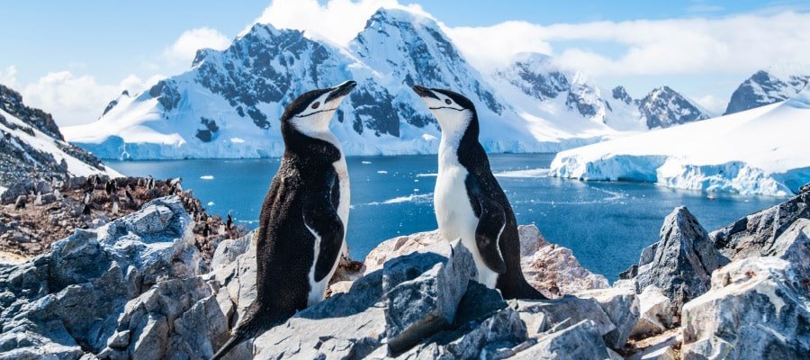 Chinstrap penguins Antarctica