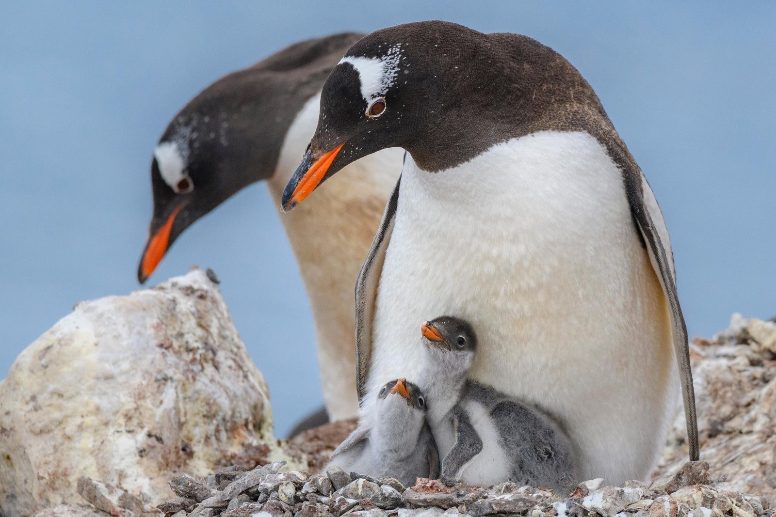 Day5 6 South Shetland Islands Antarctic Peninsula