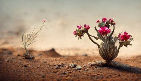 Morocco's Desert - Sahara Desert