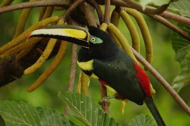 Deep Amazon, Yasuni